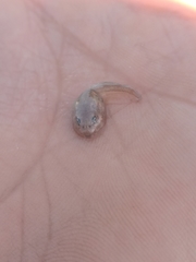 Pleurodema nebulosum