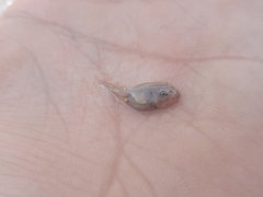 Pleurodema nebulosum