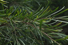 Acacia mucronata