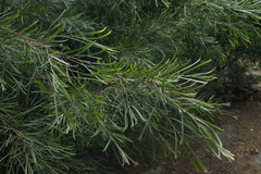 Acacia mucronata