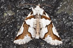 Declana egregia