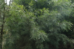 Acacia mucronata