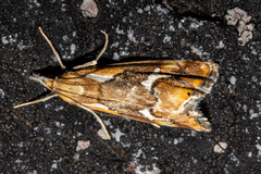 Glaucocharis interrupta