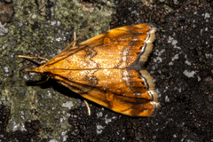 Glaucocharis leucoxantha