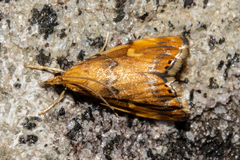 Glaucocharis leucoxantha