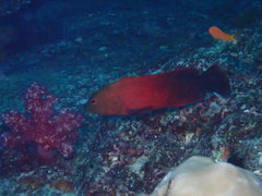 Cephalopholis nigripinnis