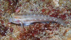 Gnatholepis cauerensis