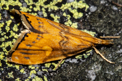 Glaucocharis leucoxantha