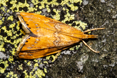 Glaucocharis leucoxantha