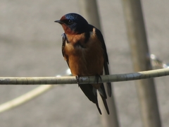 Hirundo rustica