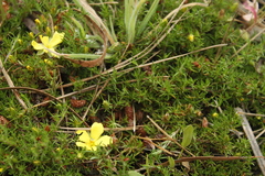 Hibbertia procumbens