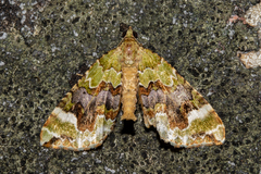 Hydriomena purpurifera