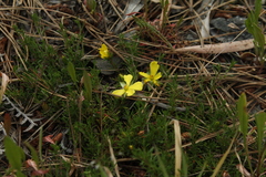 Hibbertia procumbens
