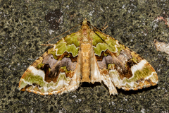 Hydriomena purpurifera