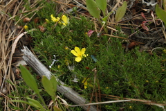 Hibbertia procumbens