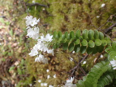 Veronica canterburiensis