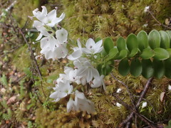 Veronica canterburiensis