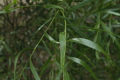Acacia leprosa