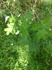 Senna pendula glabrata