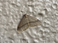 Operophtera rectipostmediana