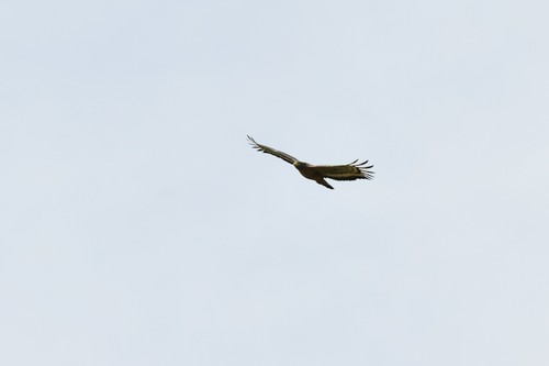 Crested Serpent-Eagle