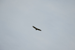 Spilornis cheela