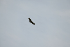 Spilornis cheela