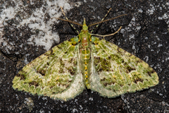 Pasiphila melochlora