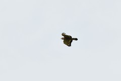 Spilornis cheela