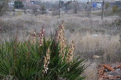 Yucca gloriosa