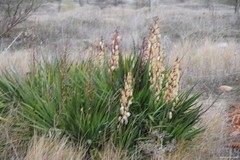 Yucca gloriosa