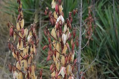 Yucca gloriosa