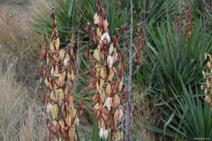 Yucca gloriosa