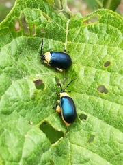 Asphaera abdominalis