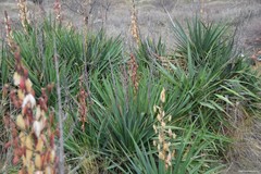 Yucca gloriosa