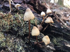 Mycena