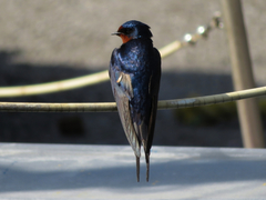 Hirundo rustica