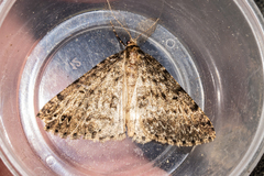 Pseudocoremia terrena