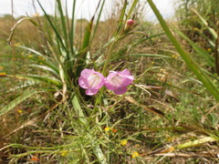 Agalinis communis