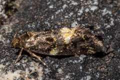 Trachypepla lichenodes