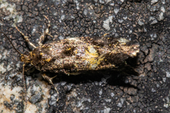 Trachypepla lichenodes