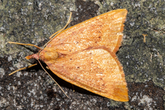 Xanthorhoe occulta
