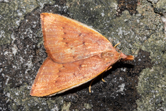 Xanthorhoe occulta