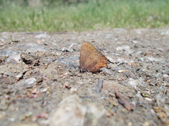 Callophrys augustinus iroides