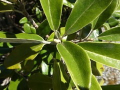 Brachyglottis buchananii