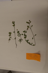 Phyla nodiflora minor