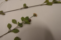 Phyla nodiflora minor