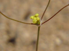 Eriogonum reniforme