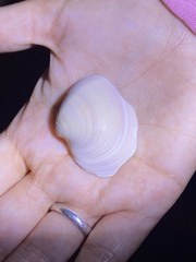 Eucallista purpurata