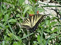 Bouvardia ternifolia